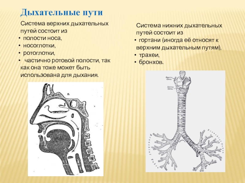 Какой буквой на рисунке обозначена трахея животного