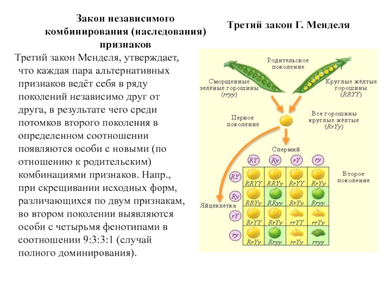 3 закон менделя презентация