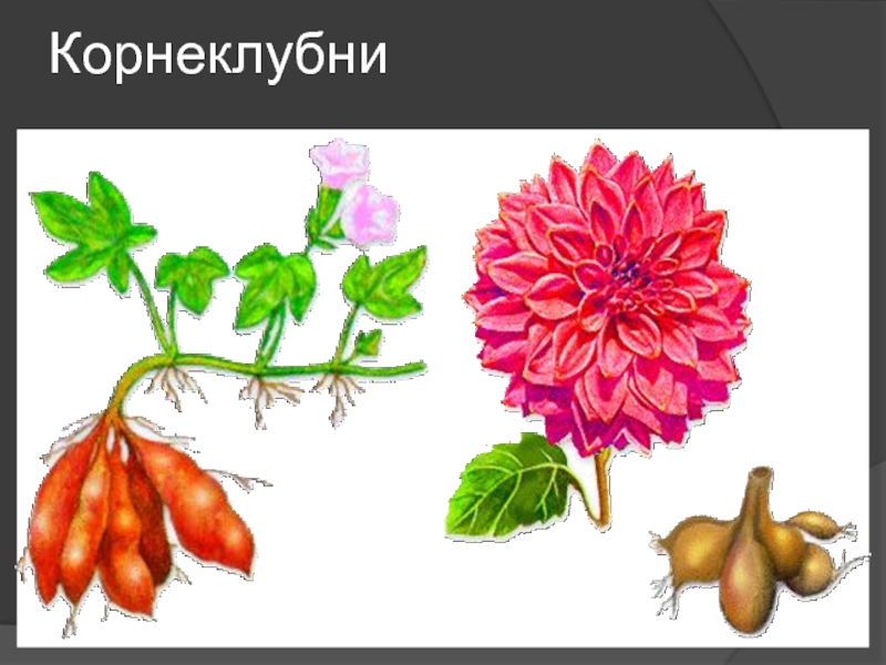 Корневые шишки