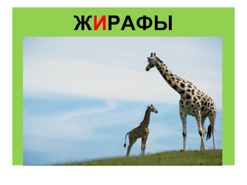 Животных жи жи. 2 Жирафа. Буква ж Жираф. Жи ши Жираф. Жираф на 2 ногах.