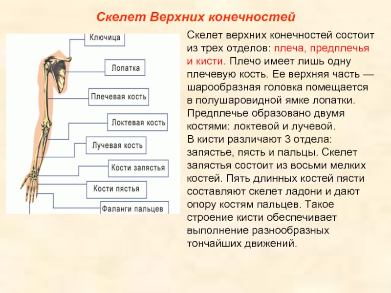 Три отдела тела. Строение скелета верхней конечности. Скелет верхних конечностей человека строение и функции. Отделы скелета пояс верхних конечностей. Из каких костей состоит скелет верхних конечностей.