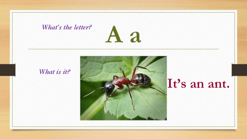 A a What’s the letter?What is it?It’s an ant.