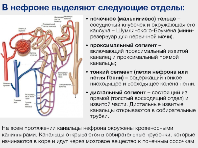 Процесс в собирательной трубочке. Нефрон строение и функции. Нефрон почки строение и функции. Функциональное строение нефрона. Нефрон система анатомия.