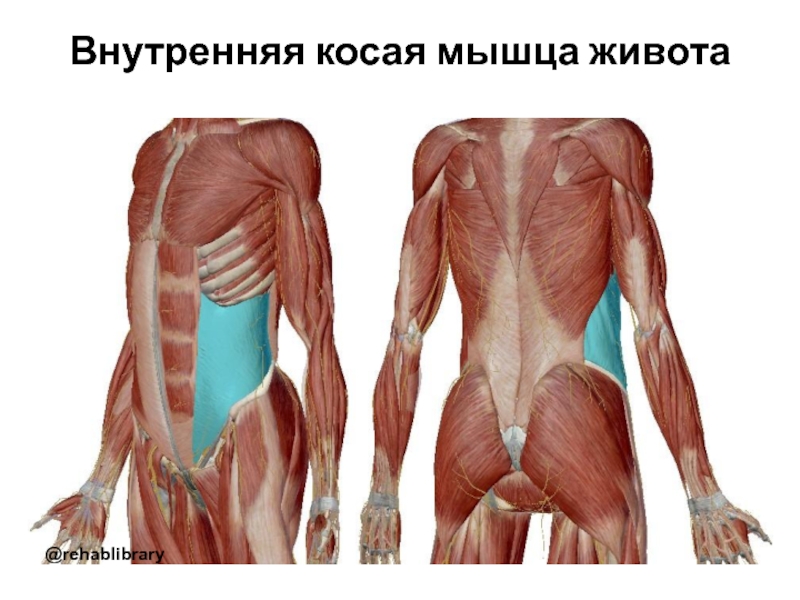 Косы мышцы живота. Функция косой мышцы живота. Obliquus externus abdominis мышца. Внутренние косые мышцы живота анатомия. Внутренняя косая мышца живота m. obliquus internus abdominis.