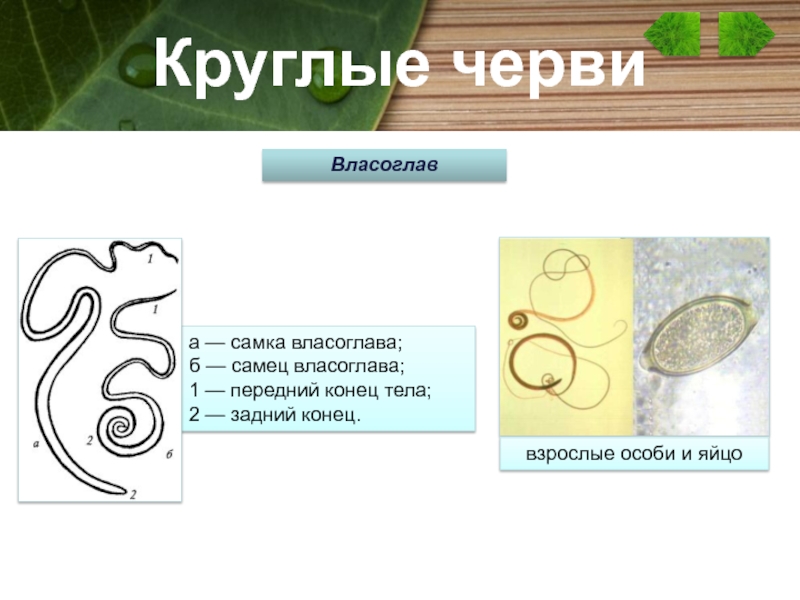 Рассмотрите рисунки 1 2 на которых изображены соответственно самец и самка паразитического червя как