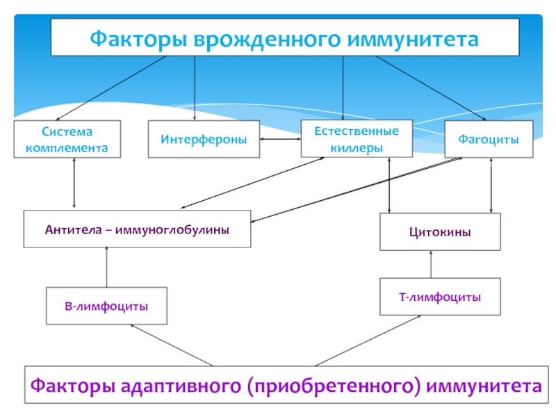 Иммунитет врожденный и приобретенный схема