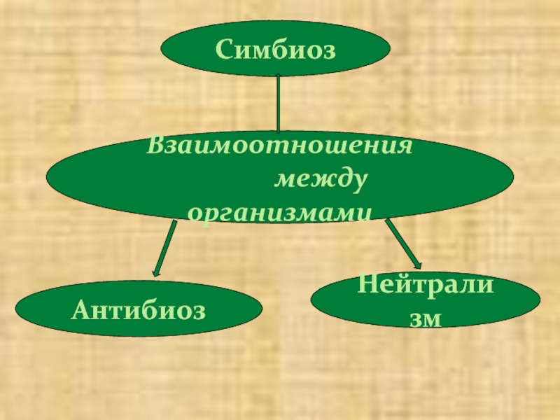 Презентация по биологии антибиоз