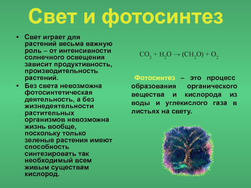 Роль света в жизни растений презентация