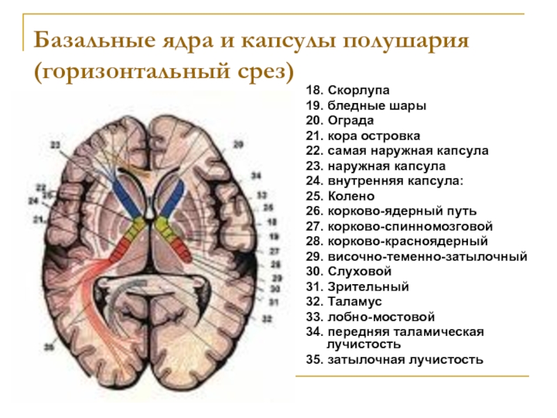 Подкорковые ядра полушарий. Базальные ядра головного мозга анатомия. Базальные ядра конечного мозга. Базальные ядра Стриопаллидарная система. Базальные (подкорковые) ядра конечного мозга.