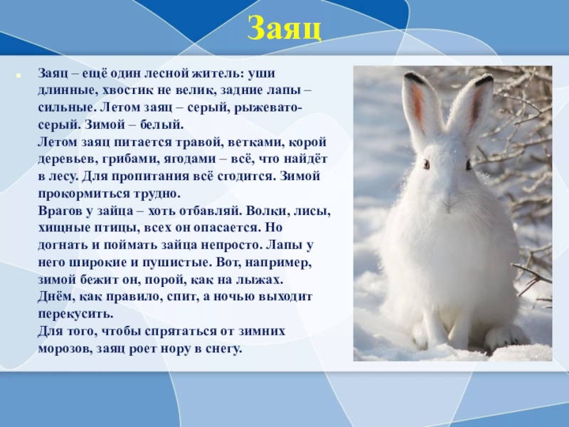 Заяц описание для детей. Заяц зимой и летом. Заяц зимой. Рассказать о зайце. Белый заяц зимой.
