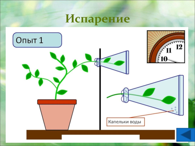 Дыхание испарение