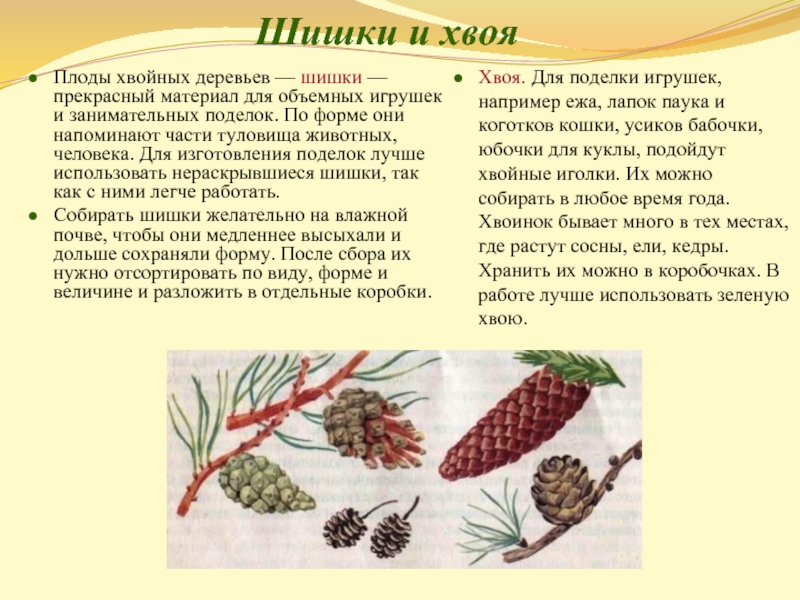 Приметы шишки хвойных деревьев раскрываются. Плод шишки. Шишка это плод. Шишки плоды хвойных. Плоды хвойных растений это шишки.