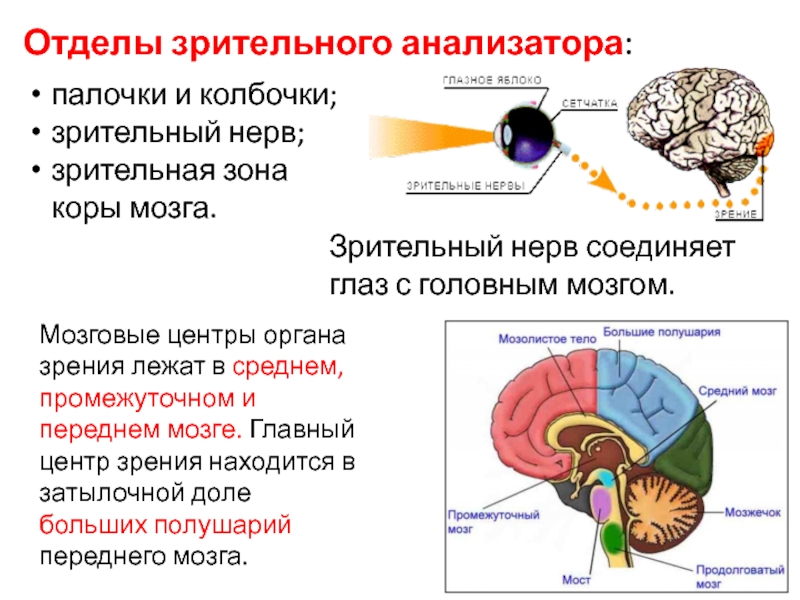 Зоны восприятия мозга. Зрительный отдел зрительного анализатора. Центральная часть зрительного анализатора строение и функции. Корковая зона зрительного анализатора. Зрительный центр в коре головного мозга расположен в.
