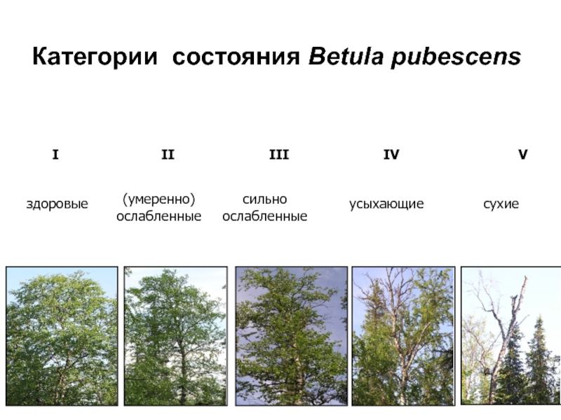 Данные о составе зеленых насаждений лесопарка представлены на диаграмме используя