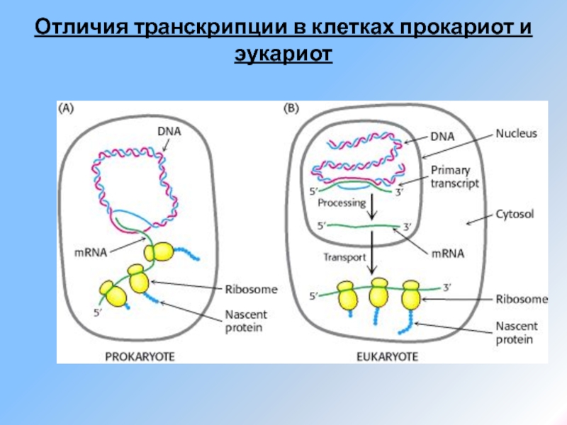 Схема транскрипции эукариот