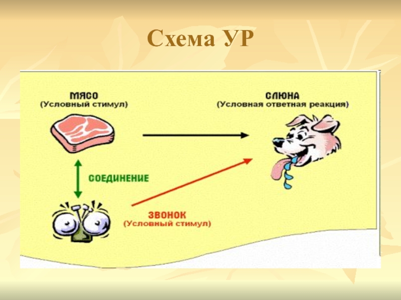 Схема стимул реакция