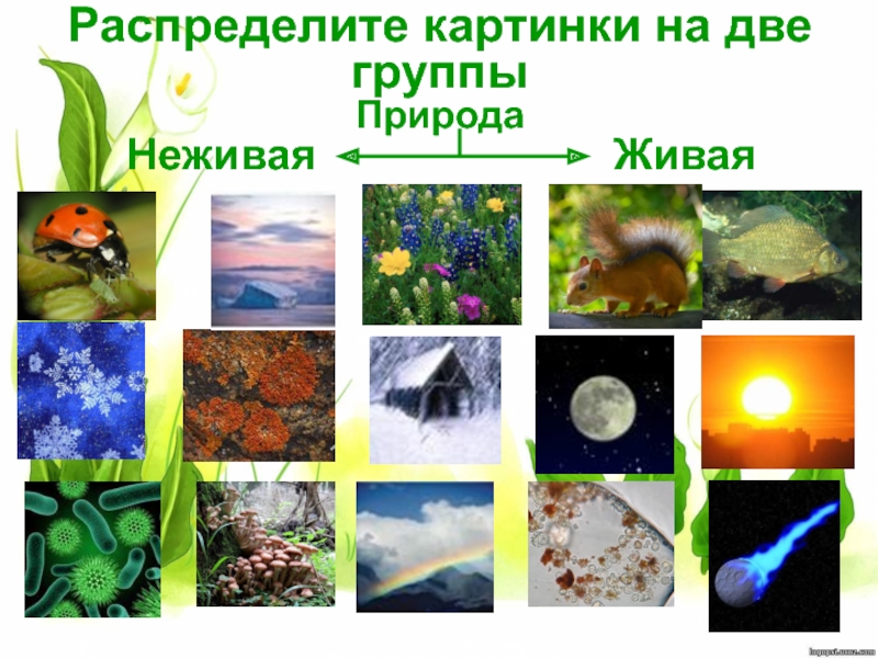 Живая природа картинки 1 класс