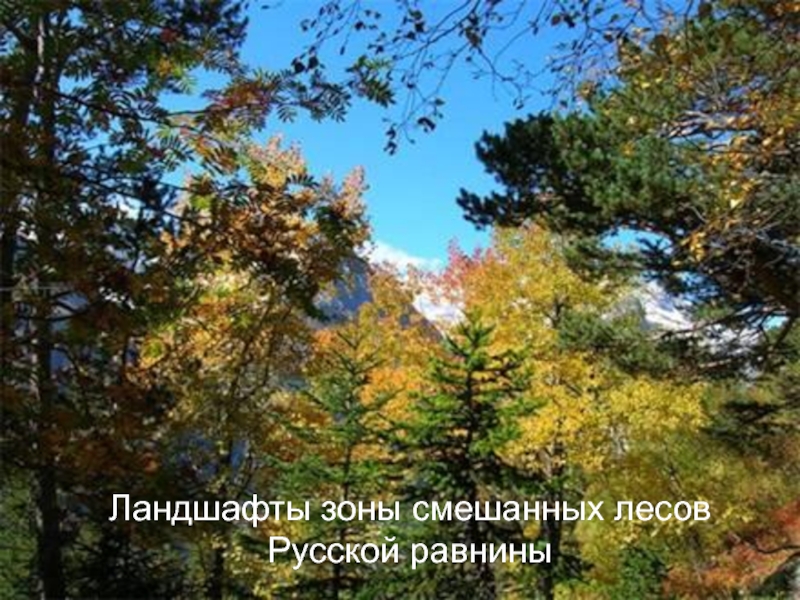 Ландшафты зоны смешанных лесов Русской равнины