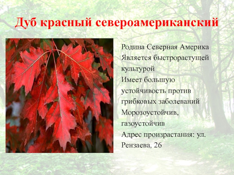 Описание красного. Красный дуб описание. Дуб красный систематика. Родина дуба красного. Дуб красный канадский описание.