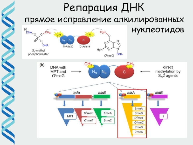 Репарация днк презентация