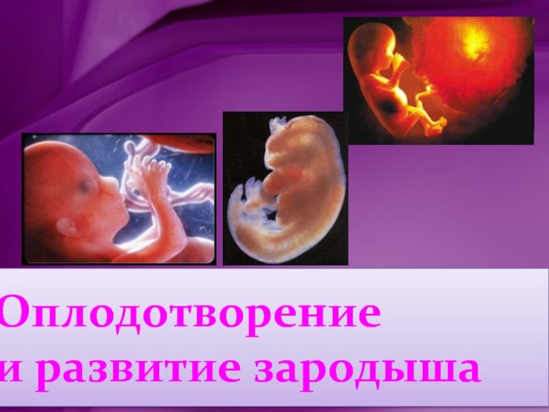 Оплодотворение и развитие зародыша