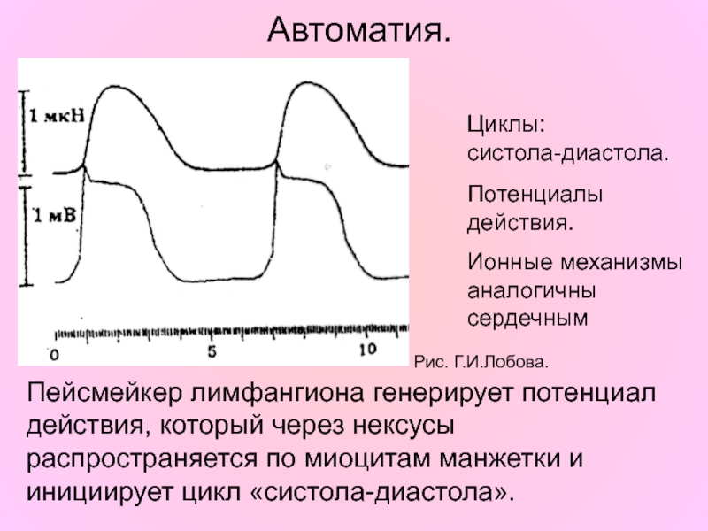 Автоматия это. Автоматия сердца физиология. Механизм автоматии сердца физиология. Автоматия это в физиологии. Автоматия сердечной мышцы.