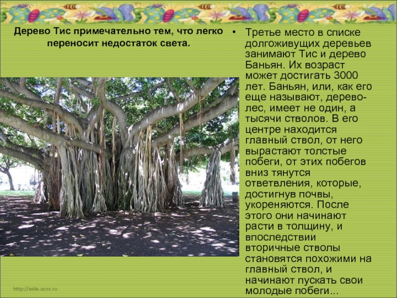 Какое дерево живет. Дерево тис и Баньян. Баньян дерево долголетия. Доклад о деревьях долгожителях. Растения и деревья долгожители.