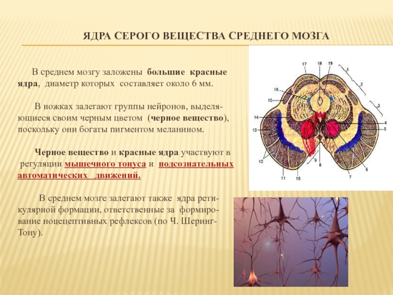 Ядрами называют. Средний мозг серое вещество функции. Ядра серого вещества среднего мозга. Структура серого вещества мозга. Ядра серого вещества среднего мозга функции.