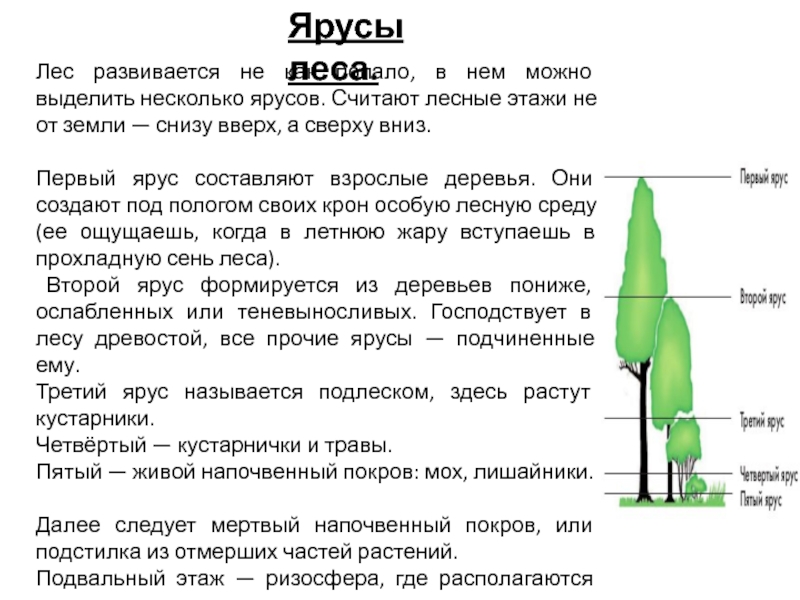 Ярусы текста