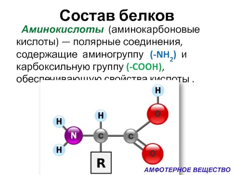 Аминокислоты входящие в состав белков. Состав белков. Белки аминокислоты. Аминокислоты Полярные соединения содержащие аминогруппу. Полярные соединения.