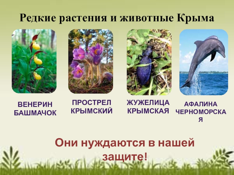 Красная книга крыма растения и животные презентация