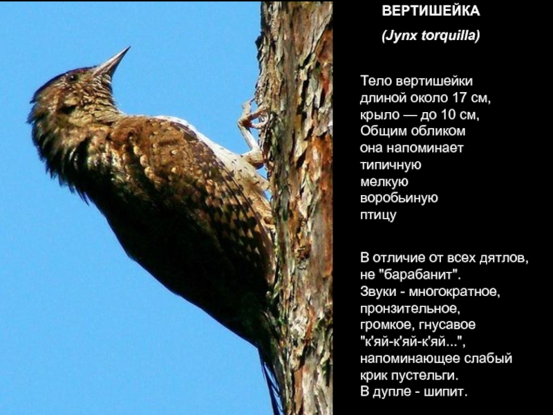 Вертишейка птица фото и описание