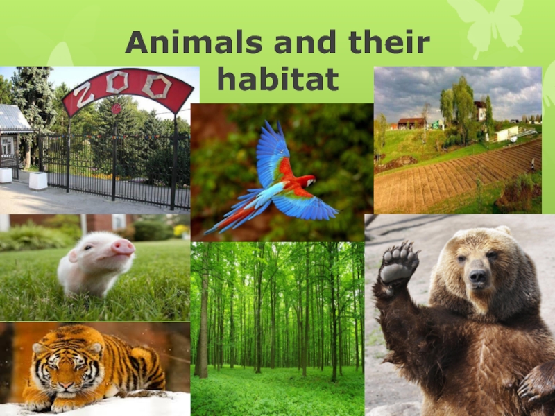 We should animals habitats. Animals and their Habitats. Animal Habitats. Animals in the City. Pets and their Habitats.