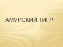 Амурский тигр