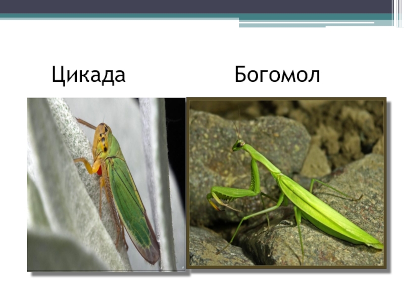 Цепь питания черноморского побережья кавказа. Богомол Черноморского побережья Кавказа. Насекомые Черноморского побережья Кавказа. Цикада и богомол. Насекомые Черноморского побережья 4 класс.