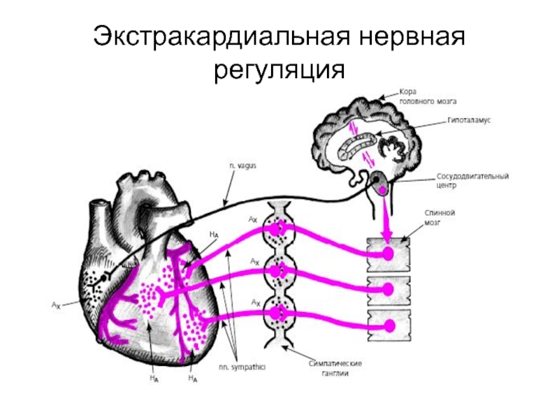 Нервно рефлекторный механизм. Схема экстракардиальной иннервации сердца. Парасимпатическая регуляция сердца физиология. Экстракардиальные механизмы нервной регуляции. Гуморальная регуляция внесердечная.