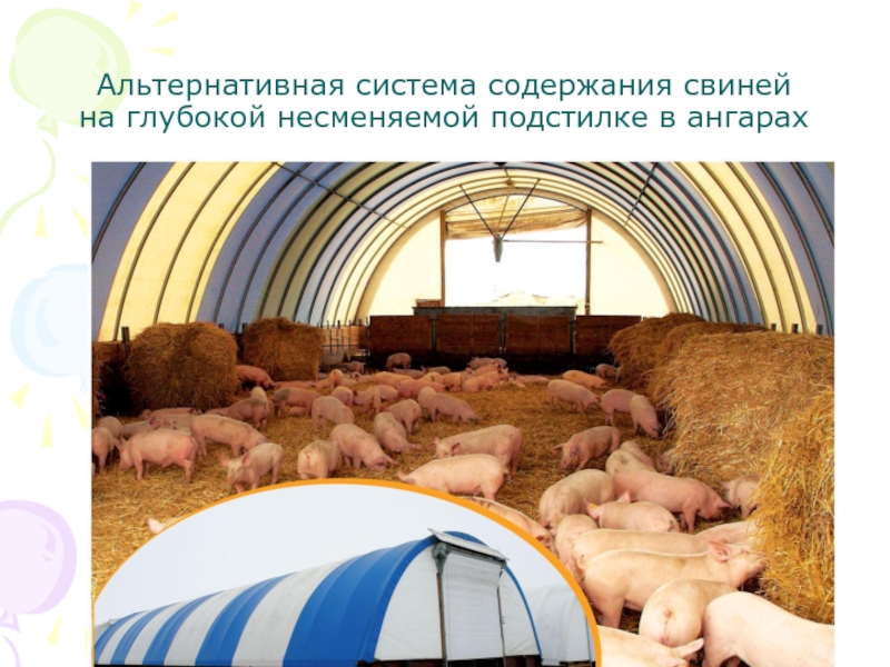 Альтернативная система содержания свиней на глубокой несменяемой подстилке в ангарах