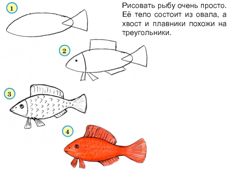 Рисовать рыбу очень просто. Её тело состоит из овала, а хвост и плавники похожи на треугольники.
