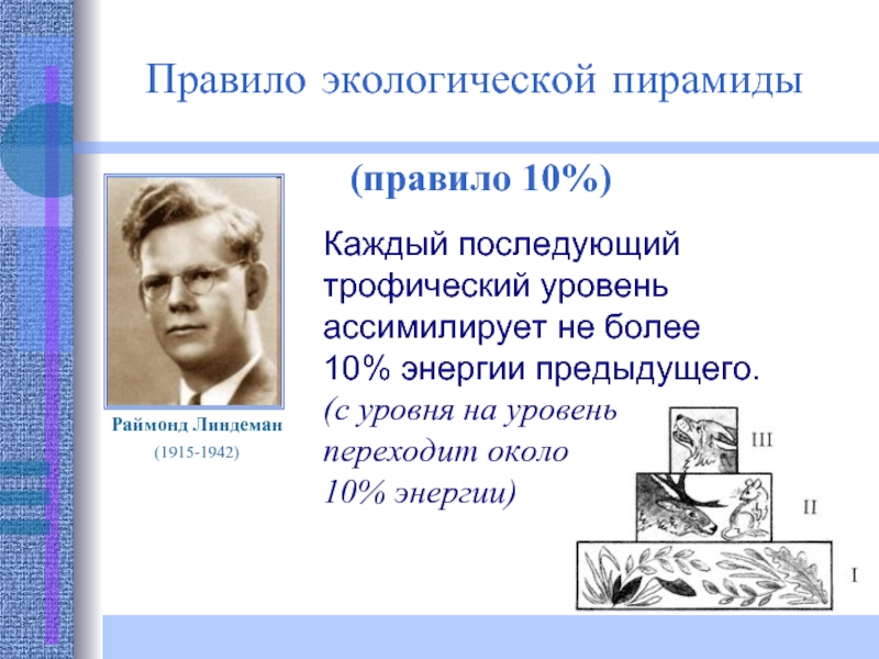 Закон линдемана. Правило экологической пирамиды. Экологические пирамиды правило Линдемана. Правило Линдемана биология.