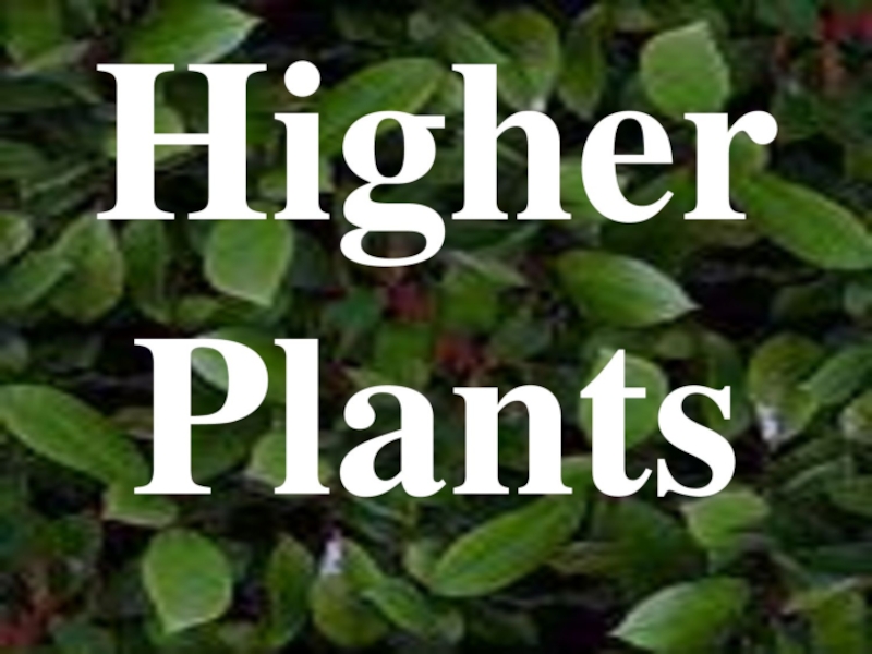 The Structure of Higher Plants