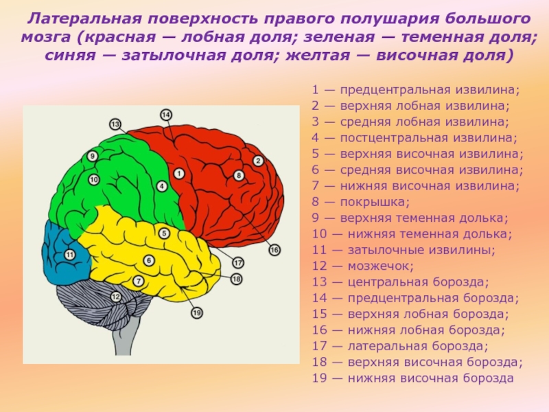 В каждом полушарии долей. Строение левого полушария головного мозга. Лобная зона коры головного мозга.