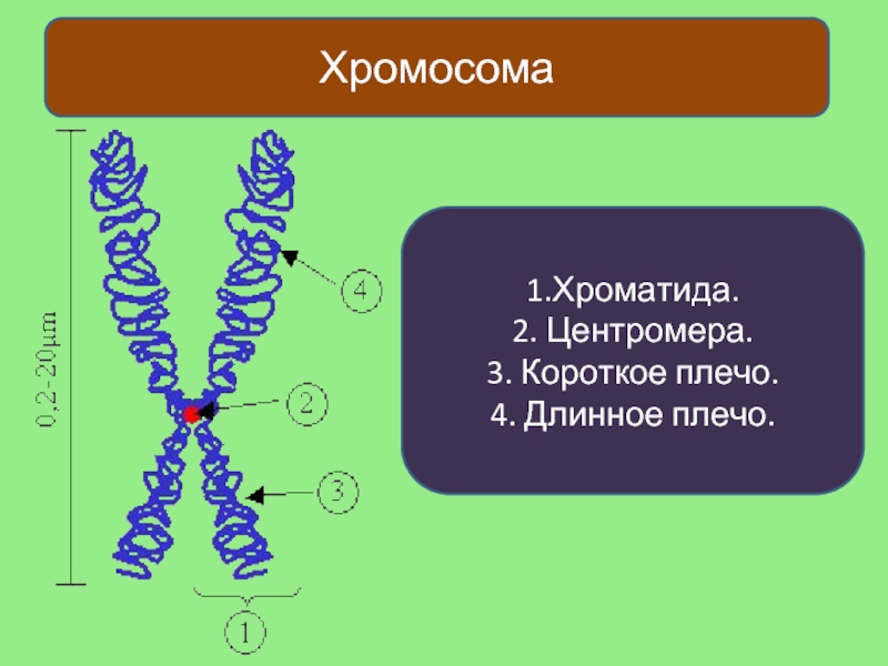 Центромеры хромосом