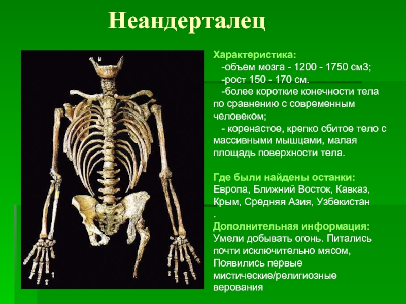 НеандерталецХарактеристика:  -объем мозга - 1200 - 1750 см3;  -рост 150 - 170 см.  -более