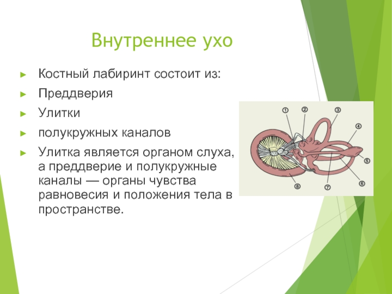 Канал улитки состоит из. Функции улитки внутреннего уха. Внутреннее ухо улитка функции. Внутреннее ухо функции. Костный Лабиринт состоит.