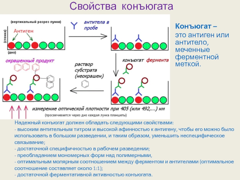 Конъюгат. Конъюгат моноклонального антитела. Конъюгат биохимия. Конъюгат в ИФА. Конъюгант в микробиологии.