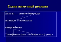Схема иммунной реакции