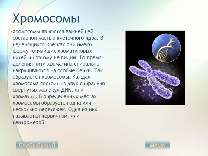 Хромосомы лучше видны. Хромосома. Хромосомы в растительной клетке.