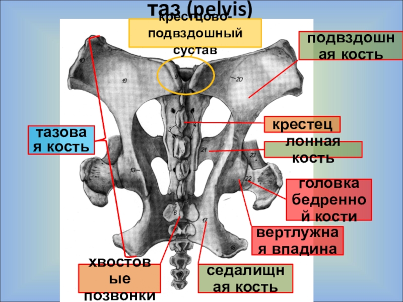 Подвздошной кости 2. Подвздошная кость гистология. Левое крестцово подвздошное сочленение. Кости крестцово подвздошного сустава. Крестец и подвздошная кость.