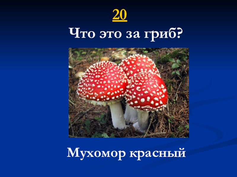 20  Что это за гриб?Мухомор красный