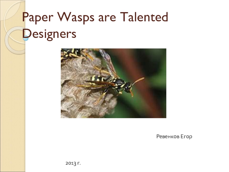Paper Wasps are Talented Designers